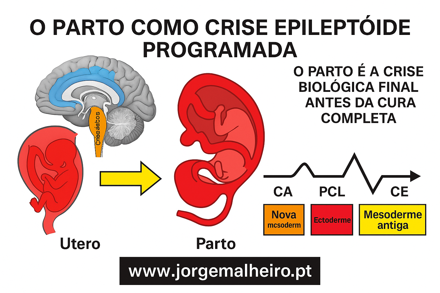 O parto como crise epileptoide programada (músculos lisos e estriados).