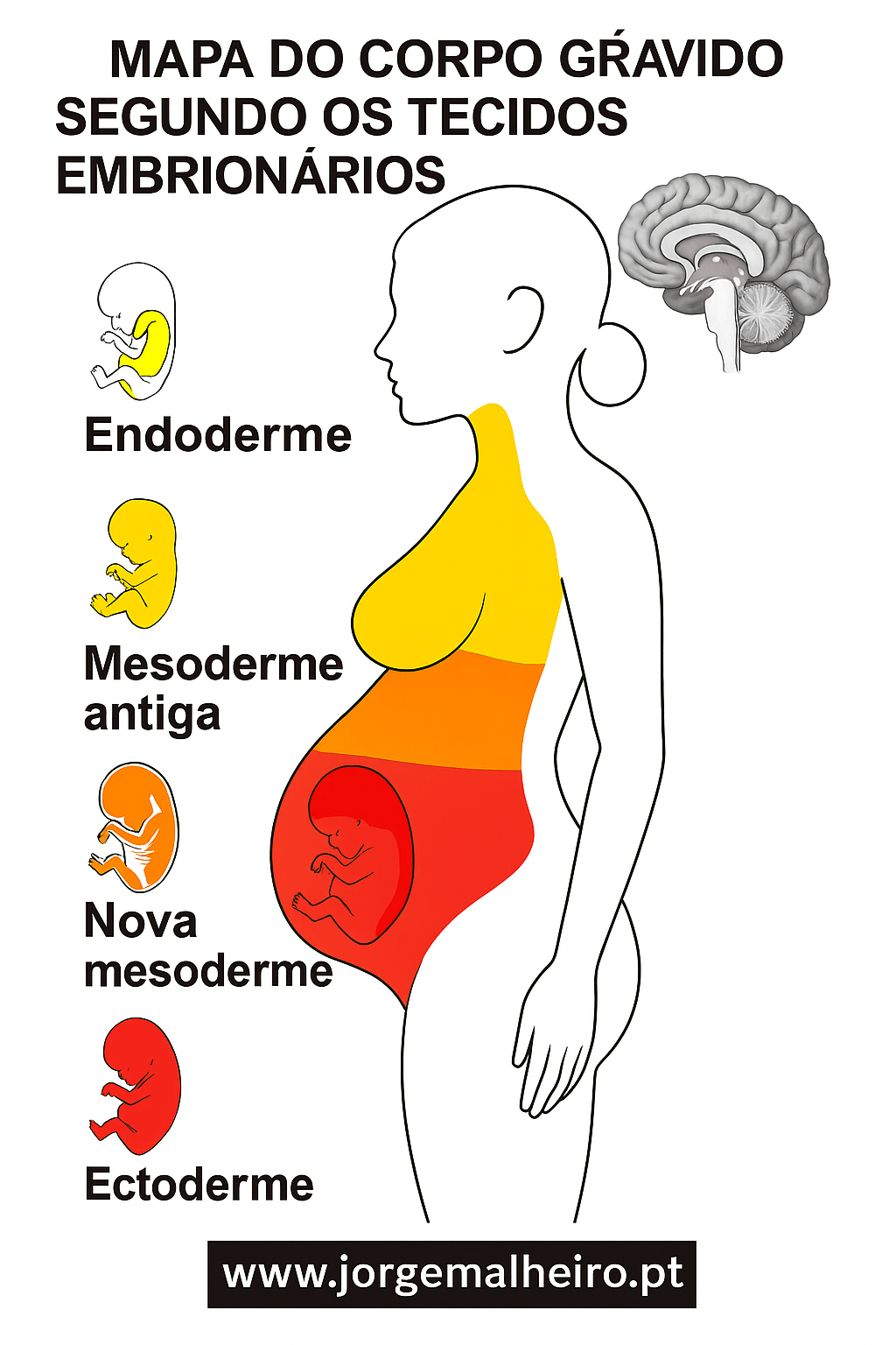 Exercício Prático: Mapa do Corpo Grávido segundo os Tecidos Embrionários
