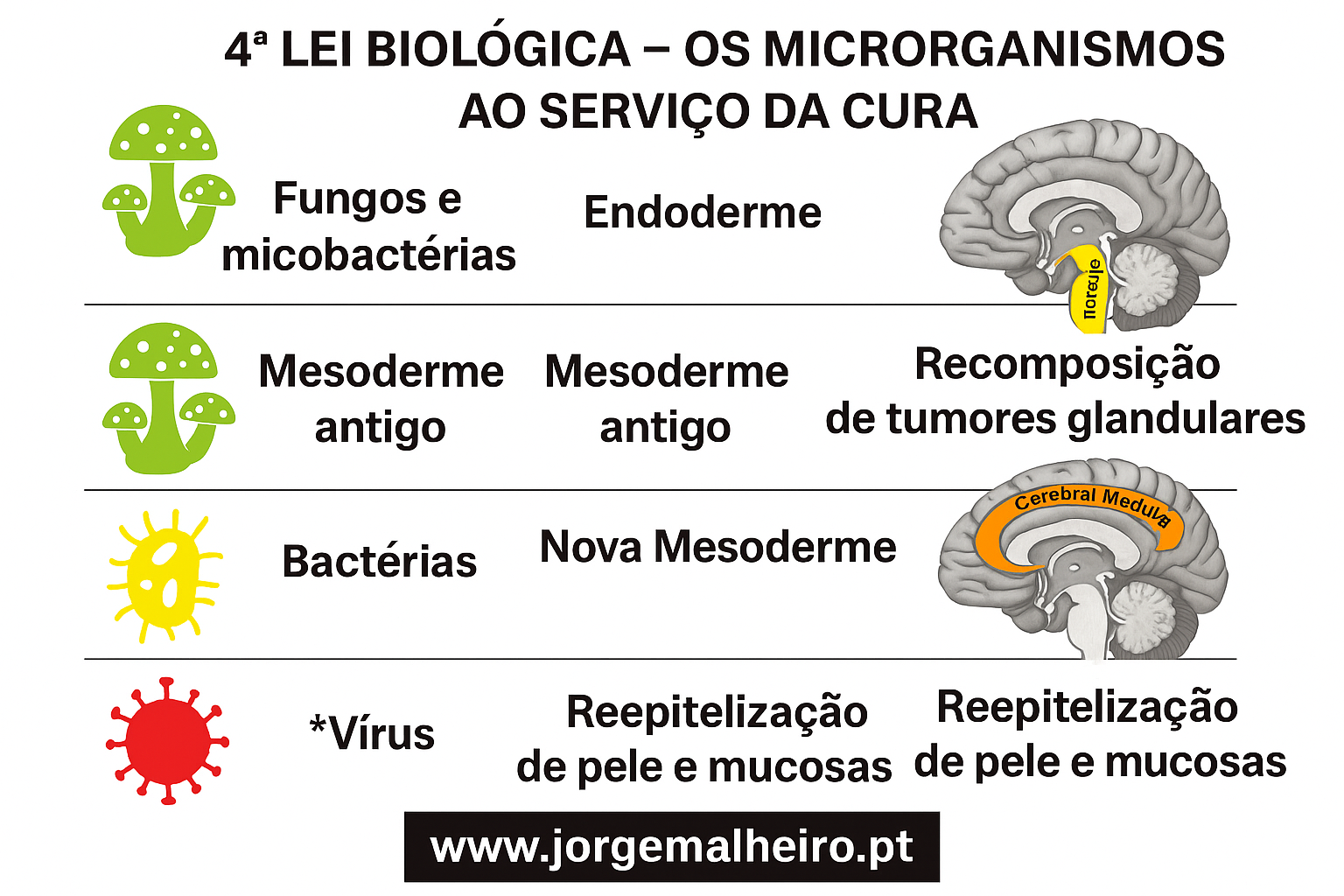 4ª Lei Biológica – O Papel dos Microrganismos na Gravidez